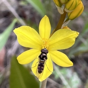Syrphini sp. (tribe) at Yarralumla, ACT - 12 Oct 2021
