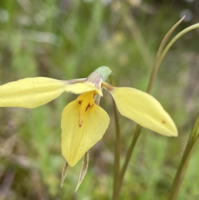 Diuris chryseopsis (Golden Moth) at Kambah, ACT - 12 Oct 2021 by AJB