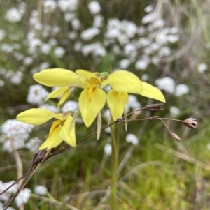 Diuris chryseopsis at Kambah, ACT - 12 Oct 2021