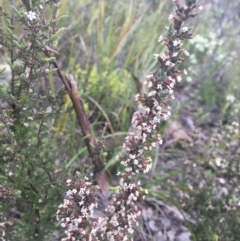 Leucopogon attenuatus (Small-leaved Beard Heath) at Bruce, ACT - 11 Oct 2021 by dgb900