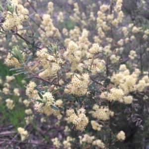 Pomaderris angustifolia at Aranda, ACT - 11 Oct 2021