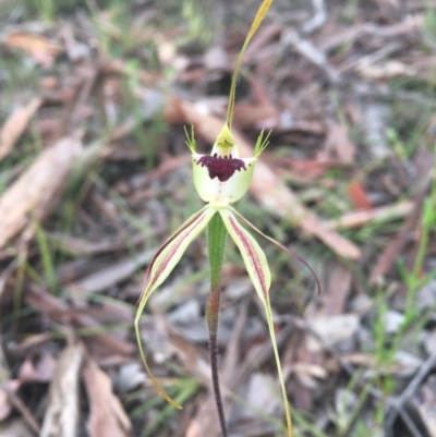 Caladenia atrovespa (Green-comb Spider Orchid) at Black Mountain - 10 Oct 2021 by dgb900