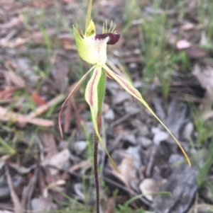 Caladenia atrovespa at Bruce, ACT - suppressed