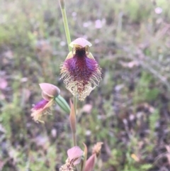 Calochilus platychilus (Purple Beard Orchid) at Bruce, ACT - 11 Oct 2021 by dgb900