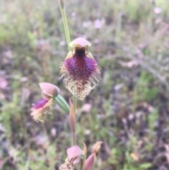 Calochilus platychilus (Purple Beard Orchid) at Black Mountain - 10 Oct 2021 by dgb900