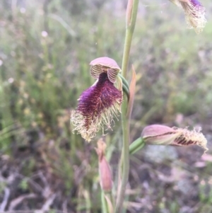 Calochilus platychilus at Bruce, ACT - 11 Oct 2021