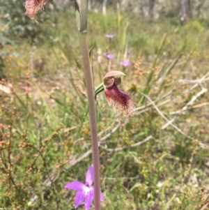 Calochilus platychilus at Bruce, ACT - 11 Oct 2021