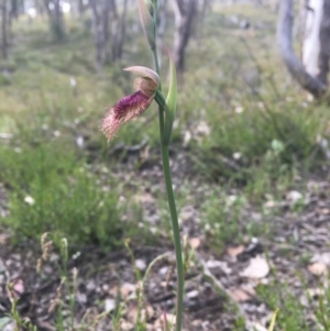 Calochilus platychilus at Bruce, ACT - 11 Oct 2021