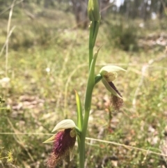 Calochilus platychilus at Bruce, ACT - 11 Oct 2021