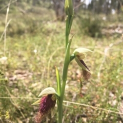 Calochilus platychilus at Bruce, ACT - suppressed