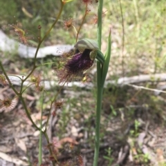 Calochilus platychilus at Bruce, ACT - 11 Oct 2021