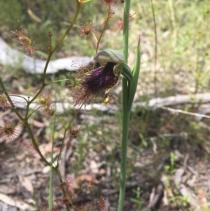 Calochilus platychilus at Bruce, ACT - suppressed