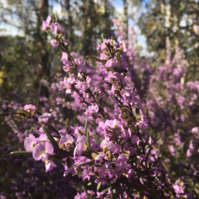 Hovea asperifolia subsp. asperifolia (Rosemary Hovea) at Cotter River, ACT - 9 Oct 2021 by dgb900