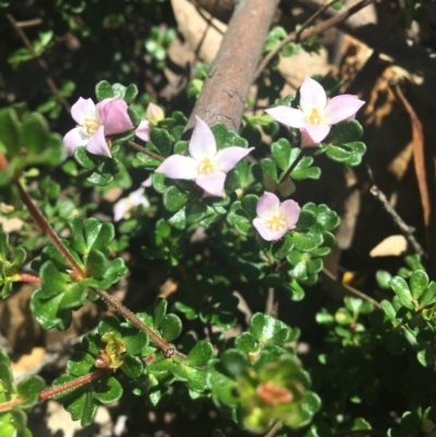 Boronia algida (Alpine Boronia) at Cotter River, ACT - 9 Oct 2021 by dgb900