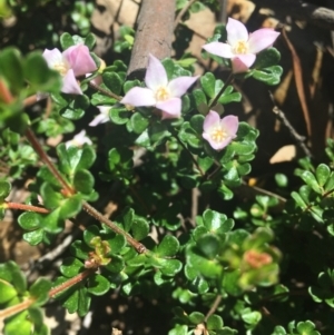 Boronia algida at Cotter River, ACT - 9 Oct 2021