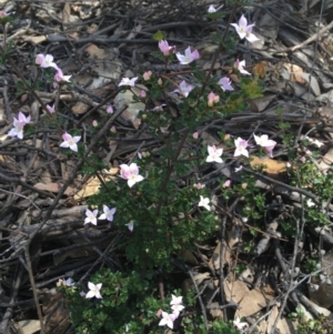 Boronia algida at Cotter River, ACT - 9 Oct 2021