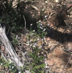 Boronia algida at Cotter River, ACT - 9 Oct 2021