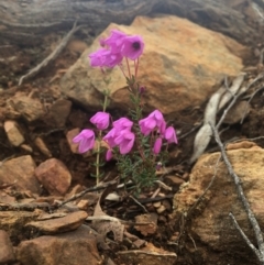 Tetratheca bauerifolia (Heath Pink-bells) at Tidbinbilla Nature Reserve - 3 Oct 2021 by dgb900