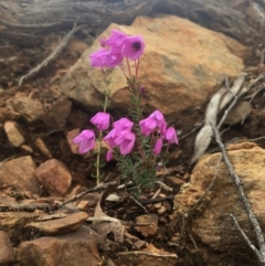 Tetratheca bauerifolia (Heath Pink-bells) at Paddys River, ACT - 4 Oct 2021 by dgb900