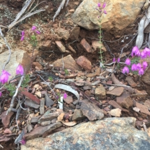 Tetratheca bauerifolia at Paddys River, ACT - 4 Oct 2021 10:10 AM