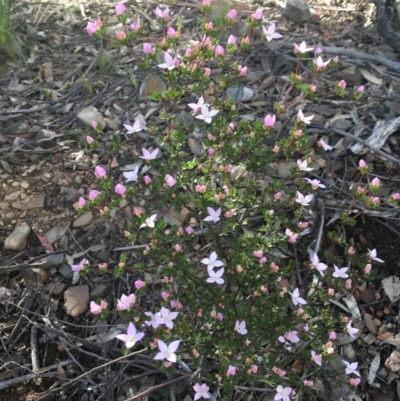 Boronia algida (Alpine Boronia) at Paddys River, ACT - 4 Oct 2021 by dgb900