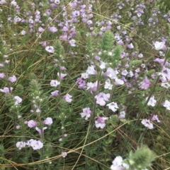 Euphrasia collina subsp. speciosa (Purple Eyebright) at Paddys River, ACT - 4 Oct 2021 by dgb900