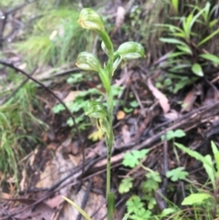 Bunochilus montanus (ACT) = Pterostylis jonesii (NSW) (Montane Leafy Greenhood) at Cotter River, ACT - 2 Oct 2021 by dgb900