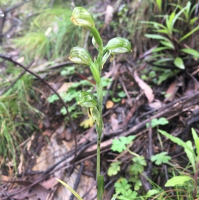 Bunochilus montanus (ACT) = Pterostylis jonesii (NSW) (Montane Leafy Greenhood) at Cotter River, ACT - 2 Oct 2021 by dgb900