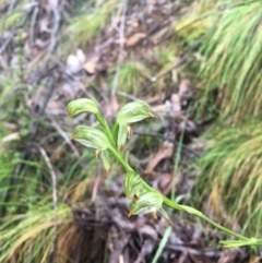 Bunochilus montanus at Cotter River, ACT - 2 Oct 2021