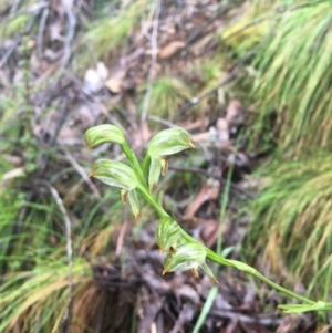 Bunochilus montanus (ACT) = Pterostylis jonesii (NSW) at Cotter River, ACT - 2 Oct 2021