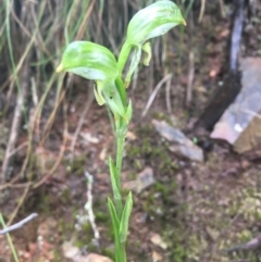 Bunochilus montanus (ACT) = Pterostylis jonesii (NSW) at Cotter River, ACT - 2 Oct 2021