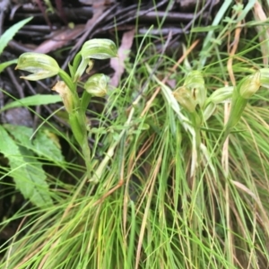 Bunochilus montanus (ACT) = Pterostylis jonesii (NSW) at Cotter River, ACT - 2 Oct 2021