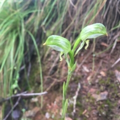 Bunochilus montanus (ACT) = Pterostylis jonesii (NSW) at Cotter River, ACT - 2 Oct 2021