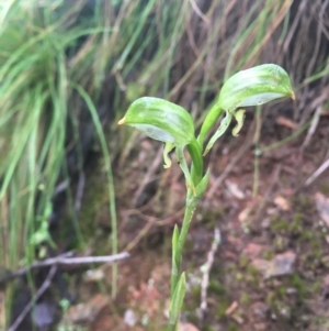 Bunochilus montanus (ACT) = Pterostylis jonesii (NSW) at Cotter River, ACT - suppressed