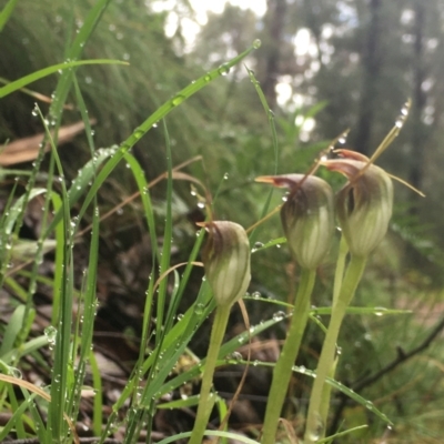 Pterostylis pedunculata (Maroonhood) at Cotter River, ACT - 1 Oct 2021 by dgb900