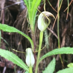 Pterostylis pedunculata at Cotter River, ACT - 2 Oct 2021