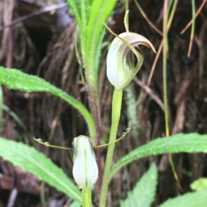 Pterostylis pedunculata at Cotter River, ACT - 2 Oct 2021