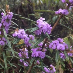 Hovea asperifolia subsp. asperifolia (Rosemary Hovea) at Cotter River, ACT - 1 Oct 2021 by dgb900