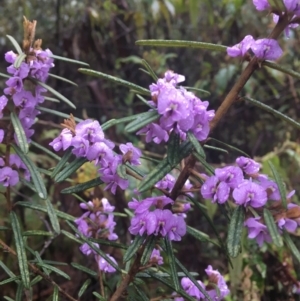 Hovea asperifolia subsp. asperifolia at Cotter River, ACT - 2 Oct 2021 09:52 AM