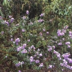 Hovea asperifolia subsp. asperifolia at Cotter River, ACT - 2 Oct 2021 09:52 AM