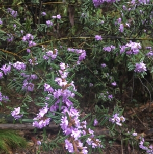 Hovea asperifolia subsp. asperifolia at Cotter River, ACT - 2 Oct 2021 09:52 AM