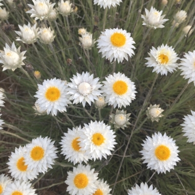 Leucochrysum albicans subsp. tricolor (Hoary Sunray) at Molonglo Valley, ACT - 25 Sep 2021 by dgb900