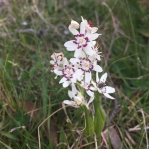 Wurmbea dioica subsp. dioica at Molonglo Valley, ACT - 25 Sep 2021