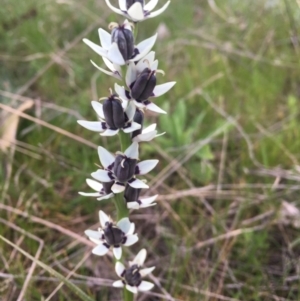 Wurmbea dioica subsp. dioica at Molonglo Valley, ACT - 25 Sep 2021
