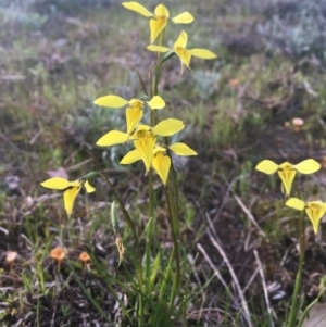 Diuris chryseopsis at Molonglo Valley, ACT - 25 Sep 2021