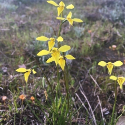 Diuris chryseopsis (Golden Moth) at Molonglo Valley, ACT - 25 Sep 2021 by dgb900