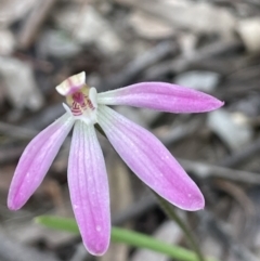 Caladenia carnea (Pink Fingers) at Yarralumla, ACT - 12 Oct 2021 by JaneR