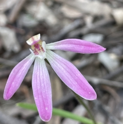 Caladenia carnea (Pink Fingers) at Stirling Park - 12 Oct 2021 by JaneR