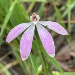 Caladenia carnea at Yarralumla, ACT - 12 Oct 2021