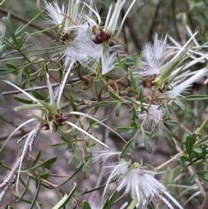 Clematis leptophylla at Yarralumla, ACT - 12 Oct 2021